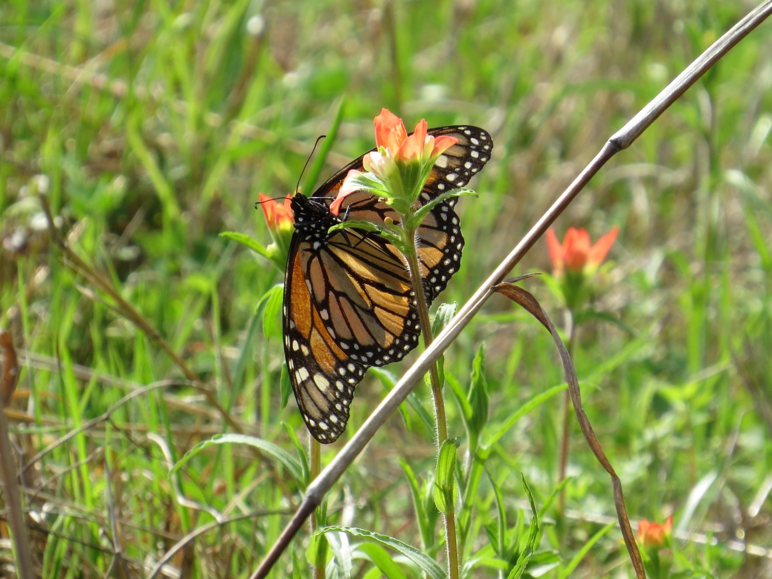 Monarch butterfly in Texas