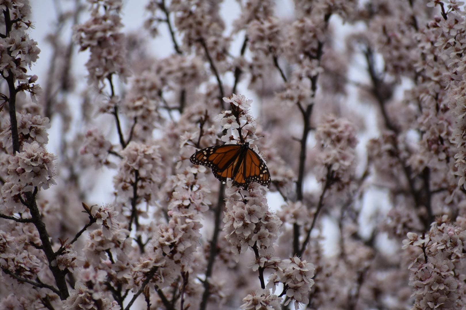 First Monarch Butterfly in Oklahoma