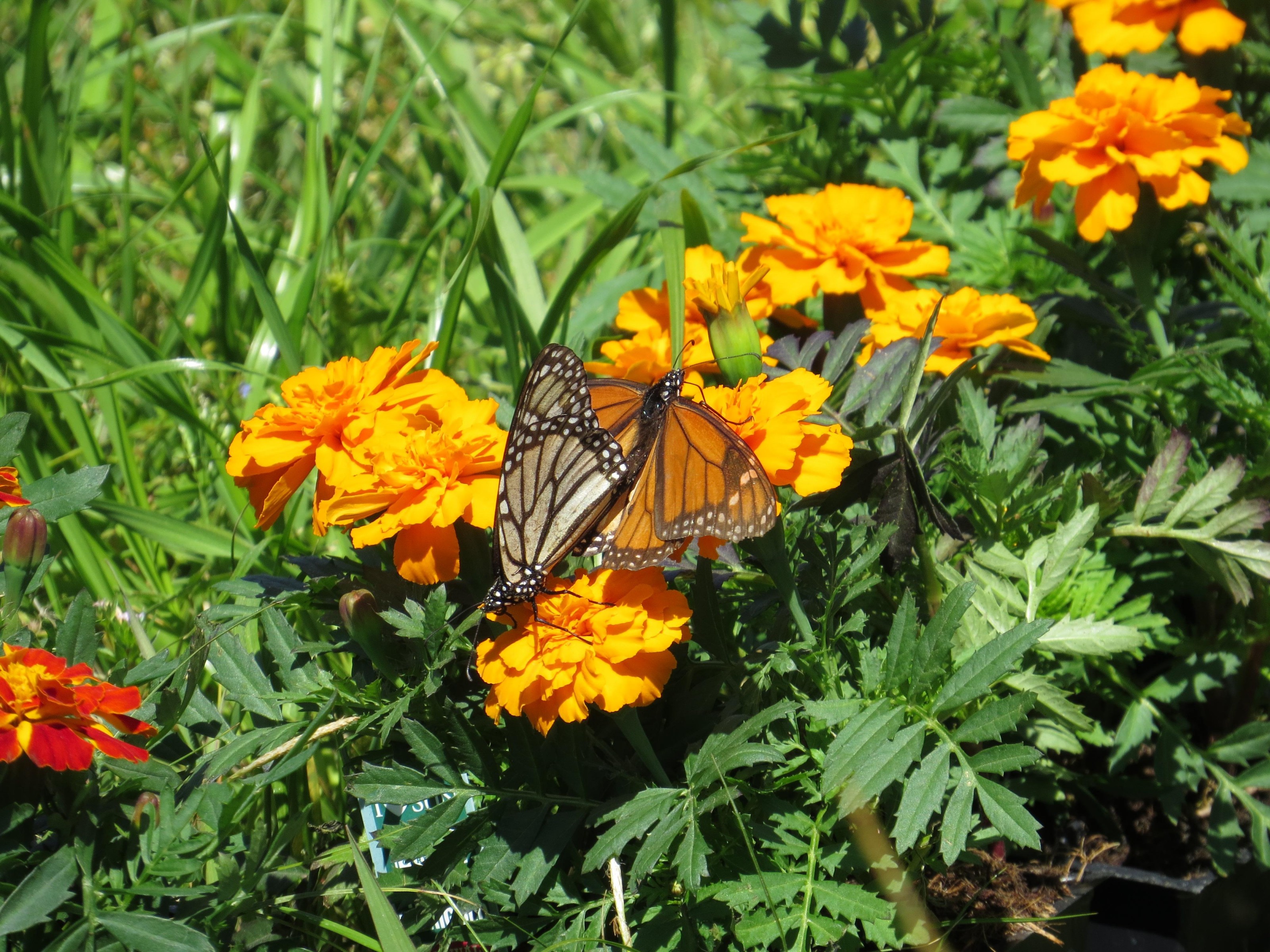 Mating