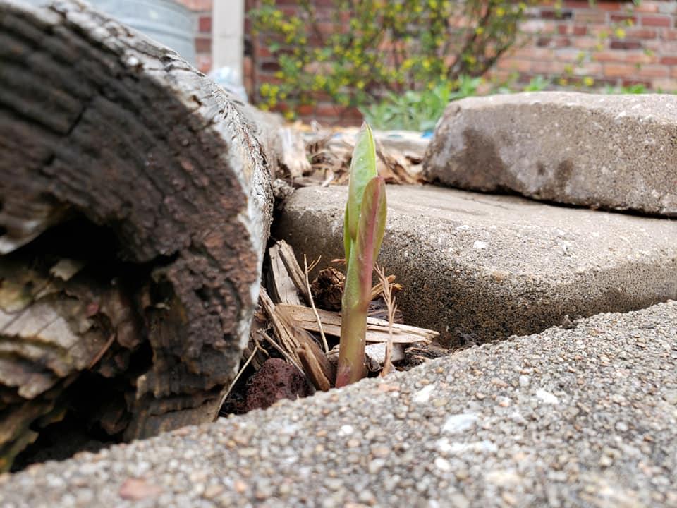 Milkweed Emerging