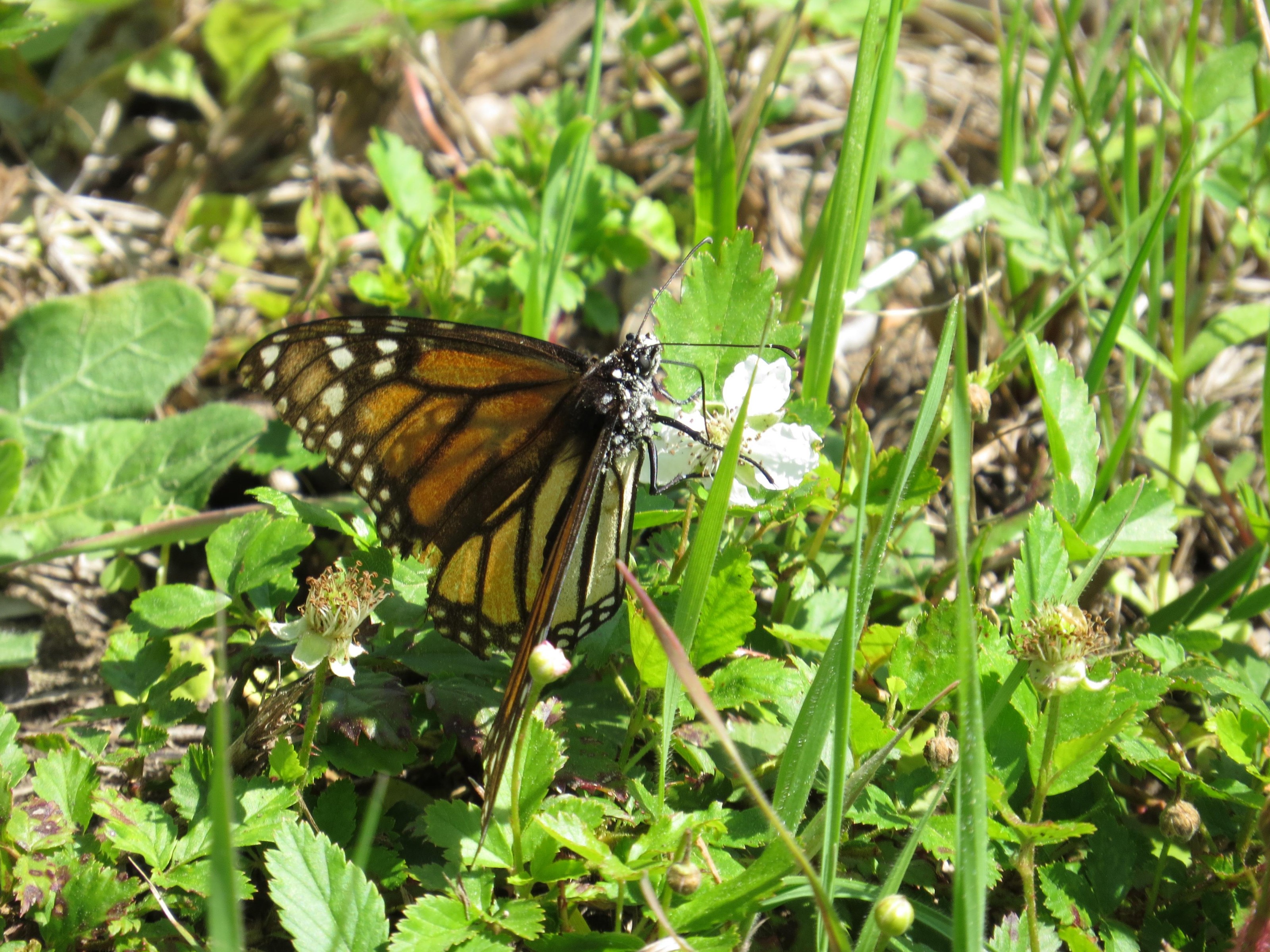 Nectaring and Pollinating