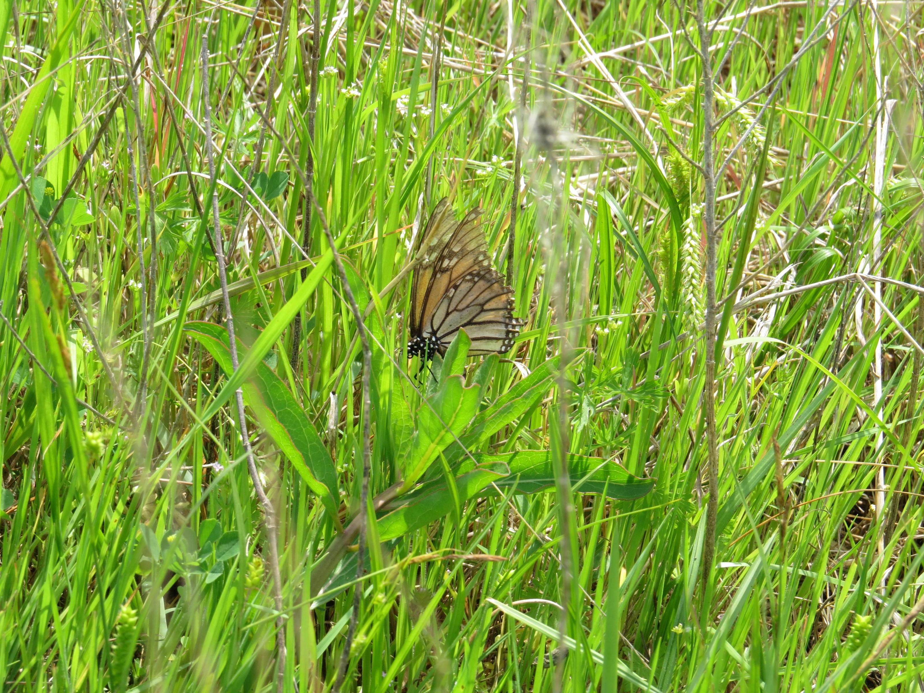 Egg-laying in Montgomery, Texas