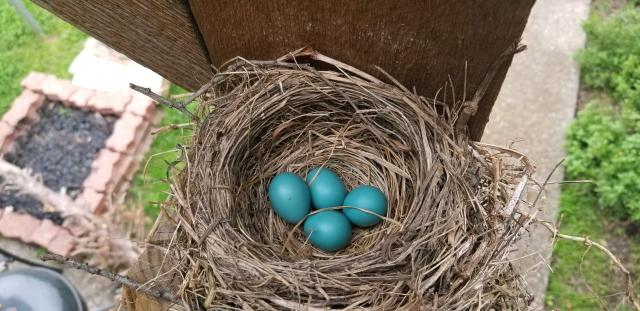 Robin Nest Dallas, TX