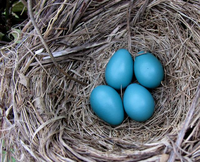 Another Robin's nest-this time in Indiana 