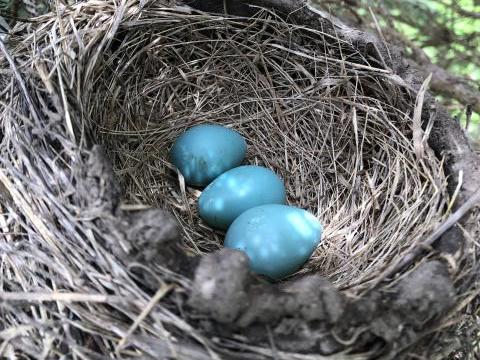 A Three Egg Nest