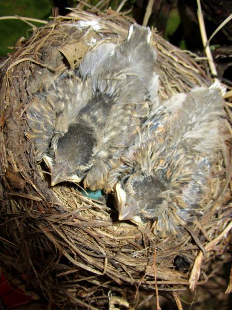 Robin Babies