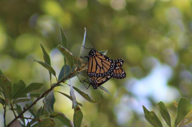 Lots of Mating Pairs