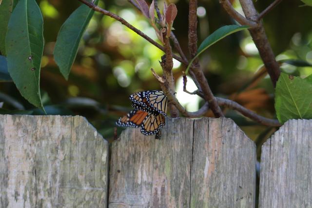 More Mating Pairs