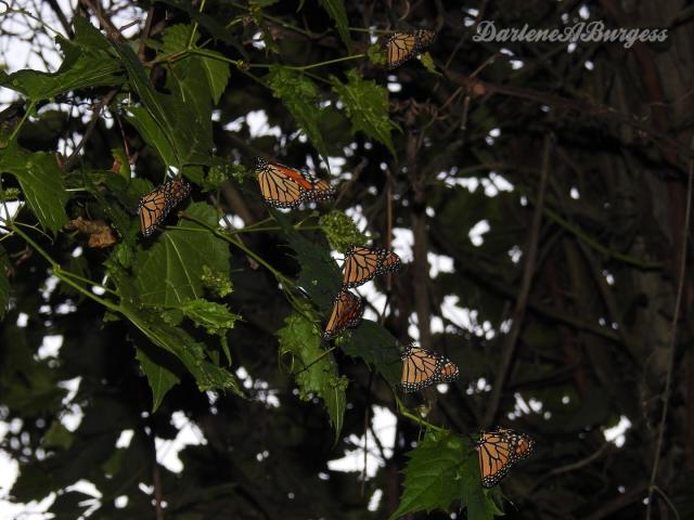 Monarch Roost, Leamington, Ontario