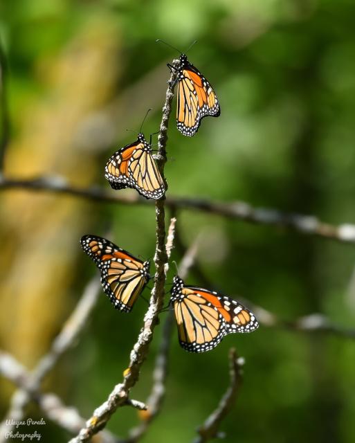 Monarch Roost