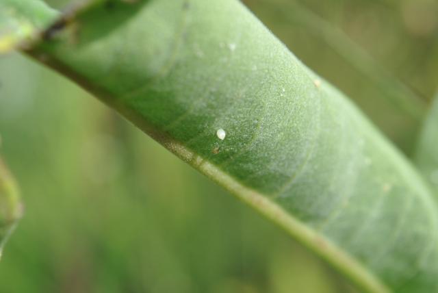 Monarch Egg