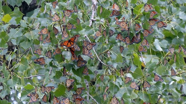 Approximately 200 monarchs roosting