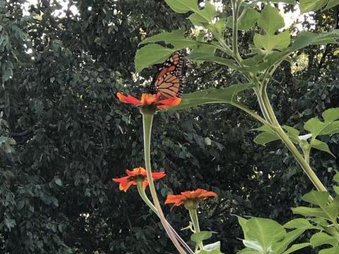 Nectaring on Mexican Sunflower