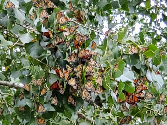 35 to 40 Monarchs Counted