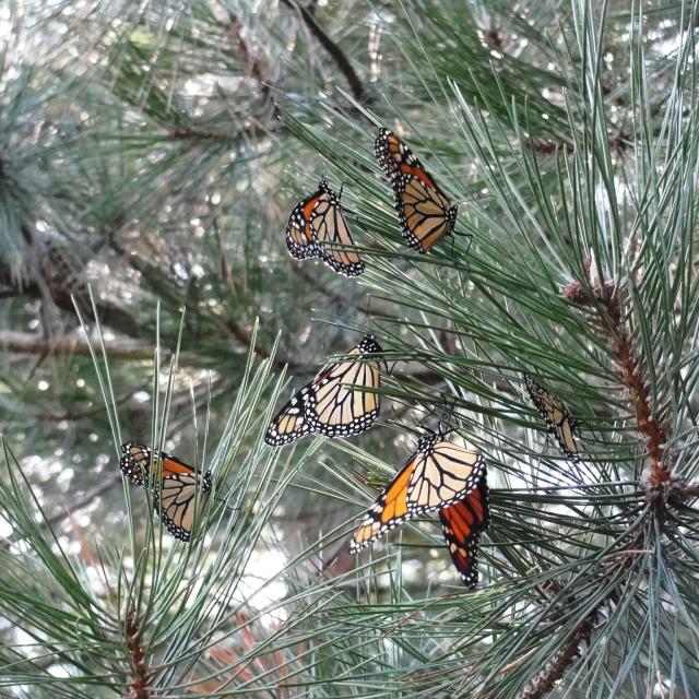 counted 25 monarchs