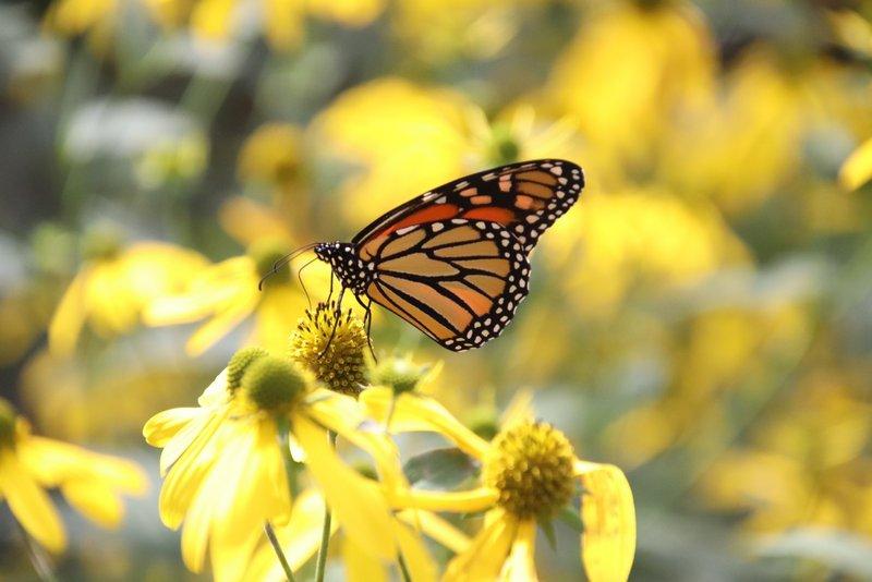 Monarchs Observed Throughout the Day