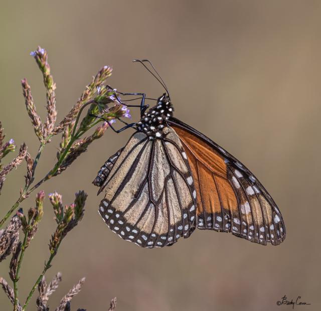 Five monarchs spotted