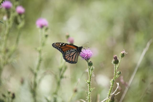 Over 100 monarchs observed