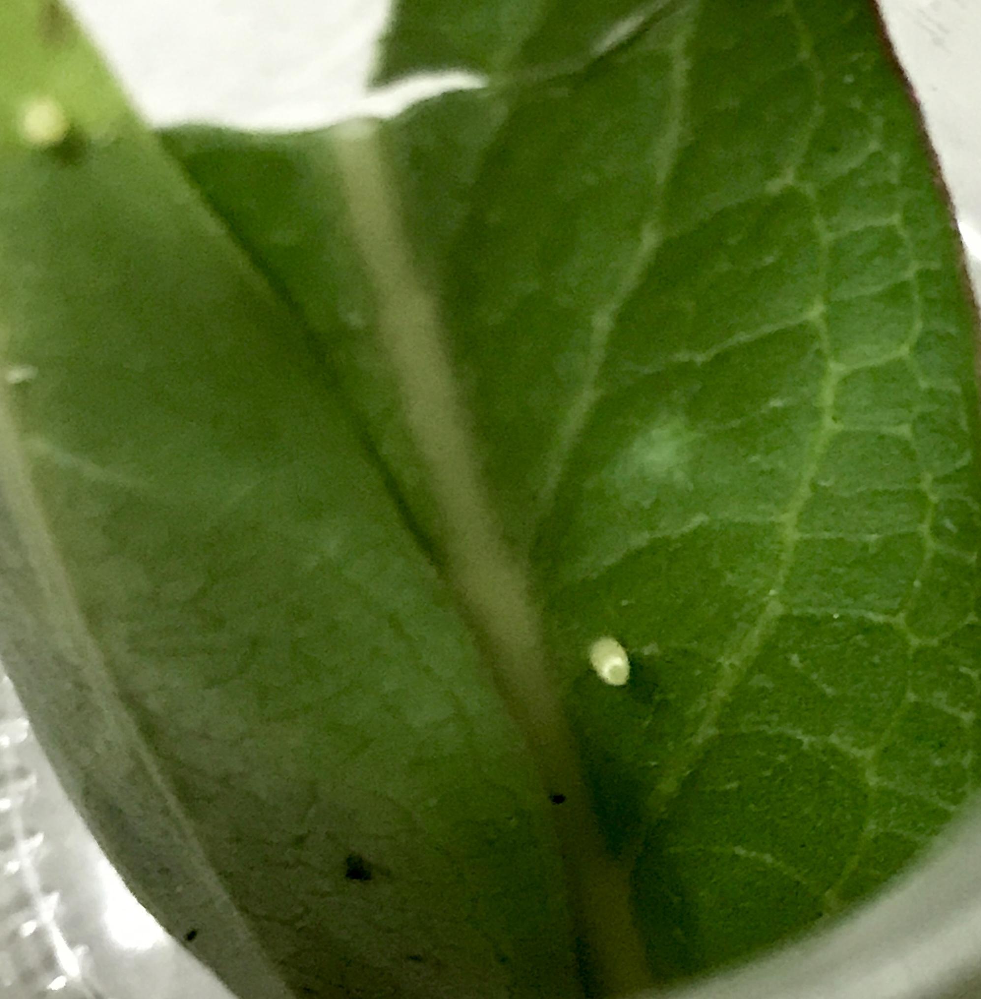 monarch egg