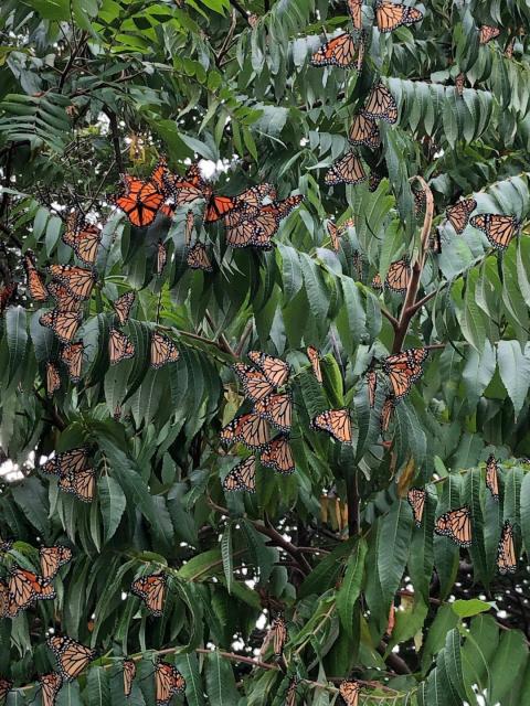 monarch roost