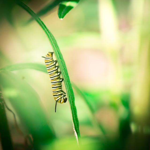 Monarch caterpillar