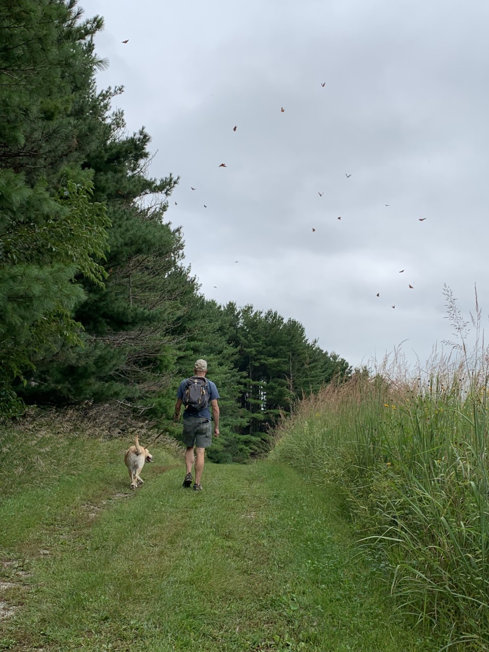 A Sight to Behold Hundreds of Monarchs