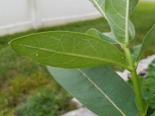 monarch eggs