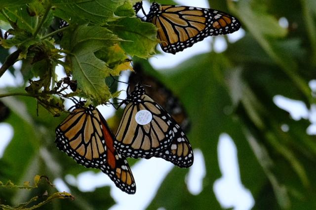 monarch with tag