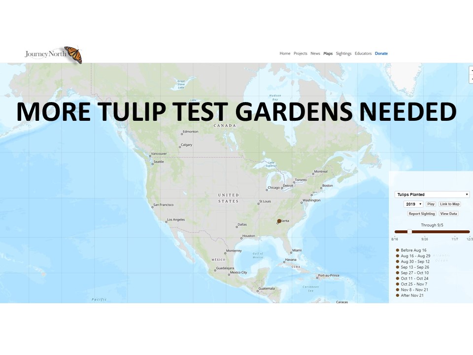 plant a tulip test garden