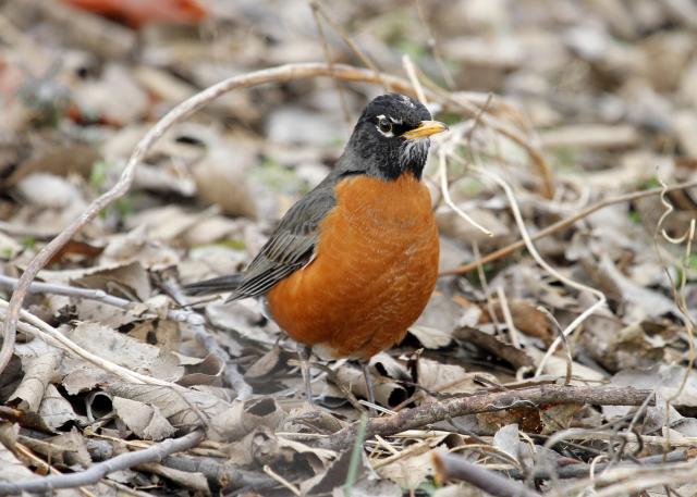 Robin foraging on ground.