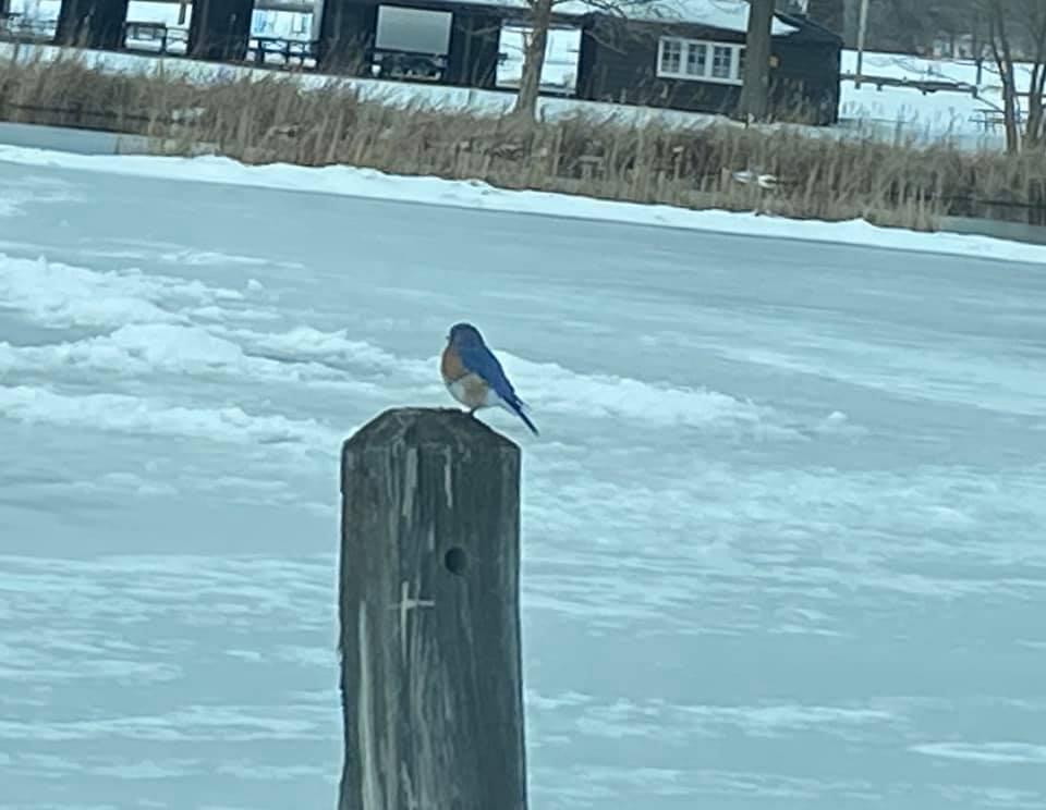 Bluebird on post.