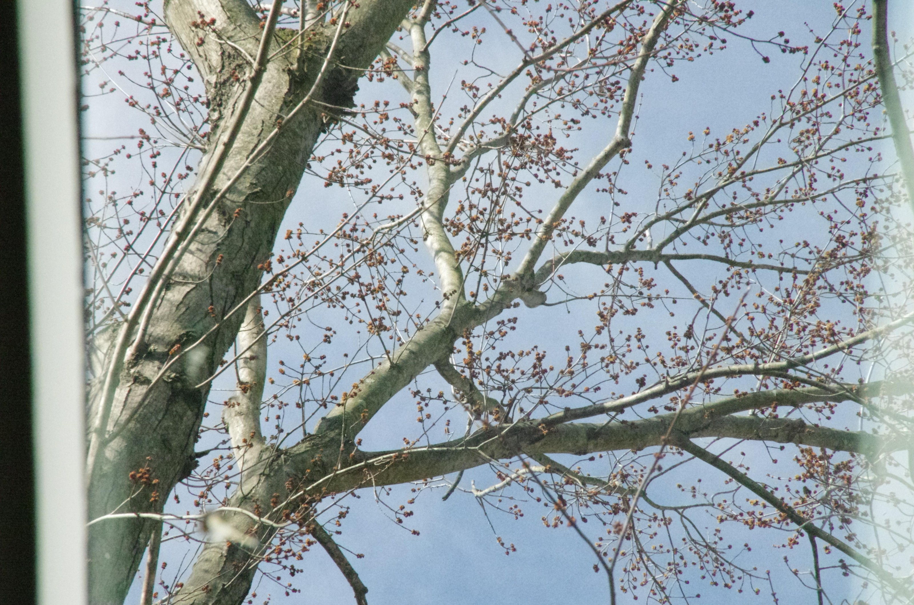 Flowering silver maple.