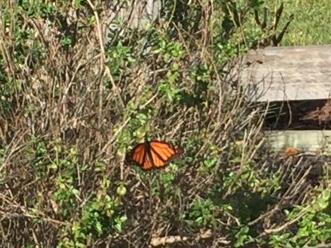 Single butterfly