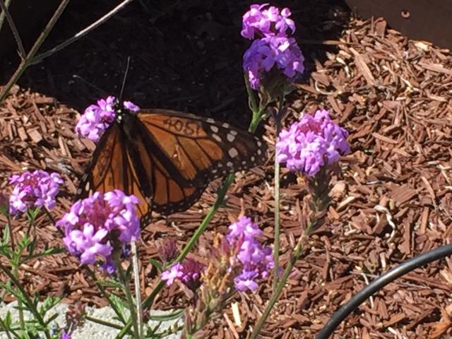 tagged monarch