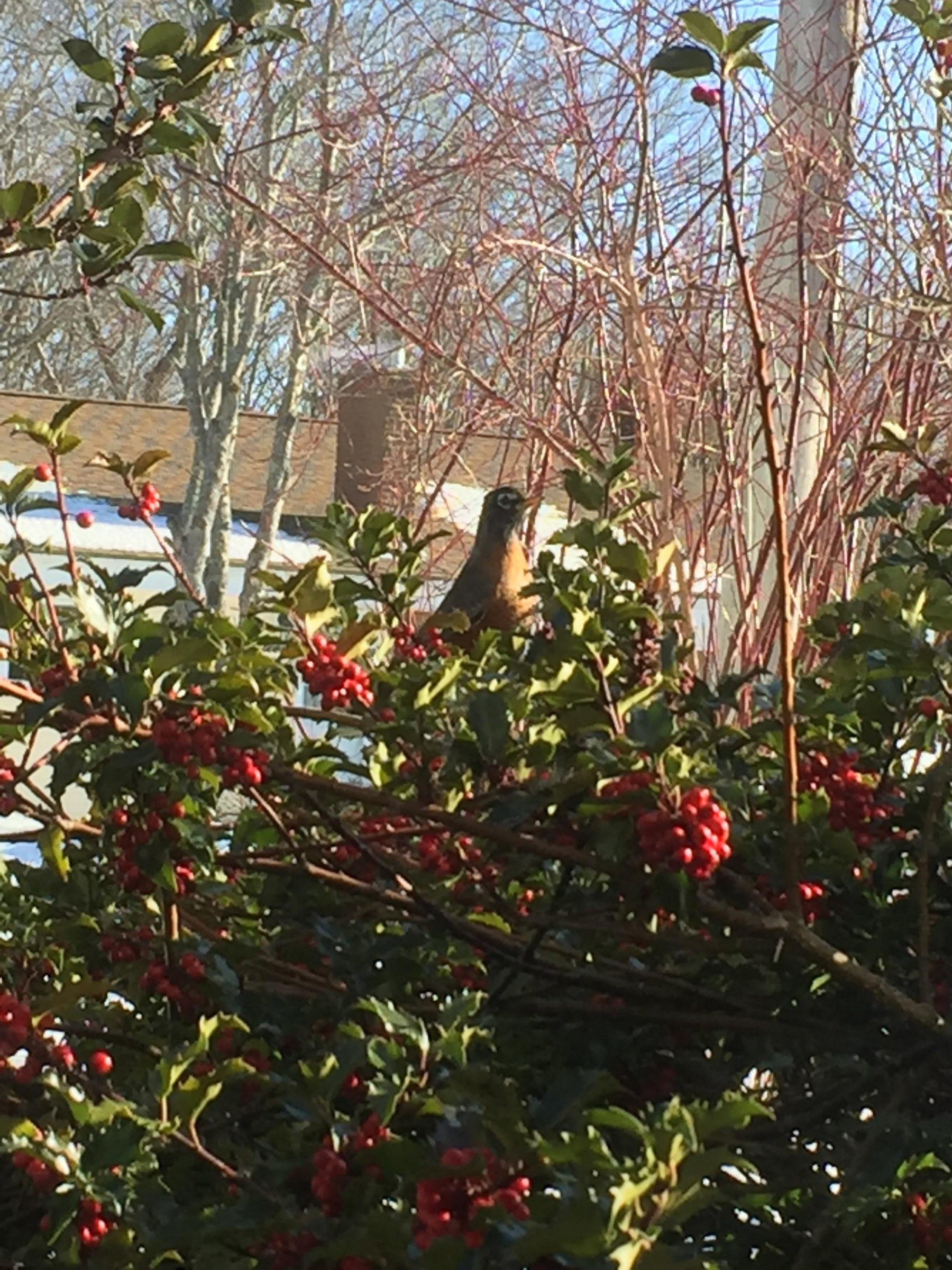 Robin looking for berries.