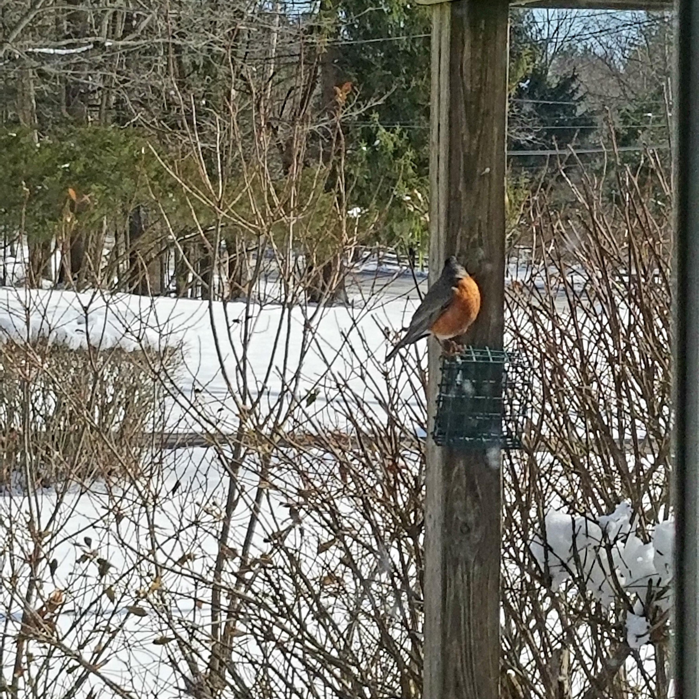 Robin on a woodpecker feeder.