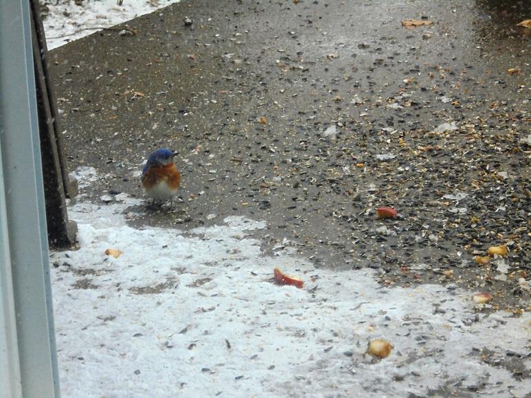 Backyard Bluebird