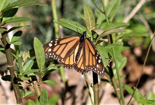 monarchs and milkweeds