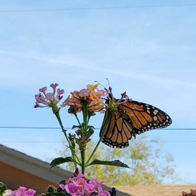 tattered monarch