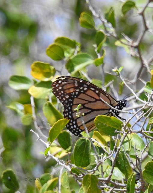 monarchs seen in tx