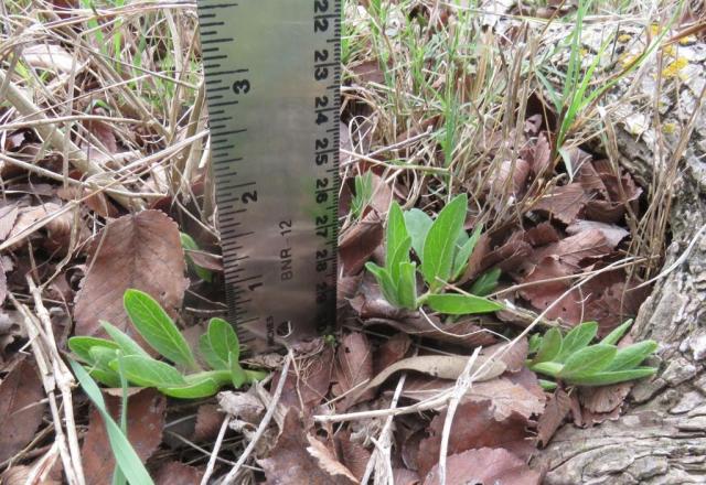 measuring milkweed growth