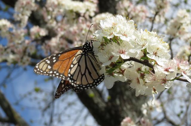 monarch nectaring on Mexican Plum Tree