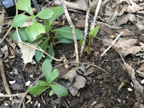 purple milkweed