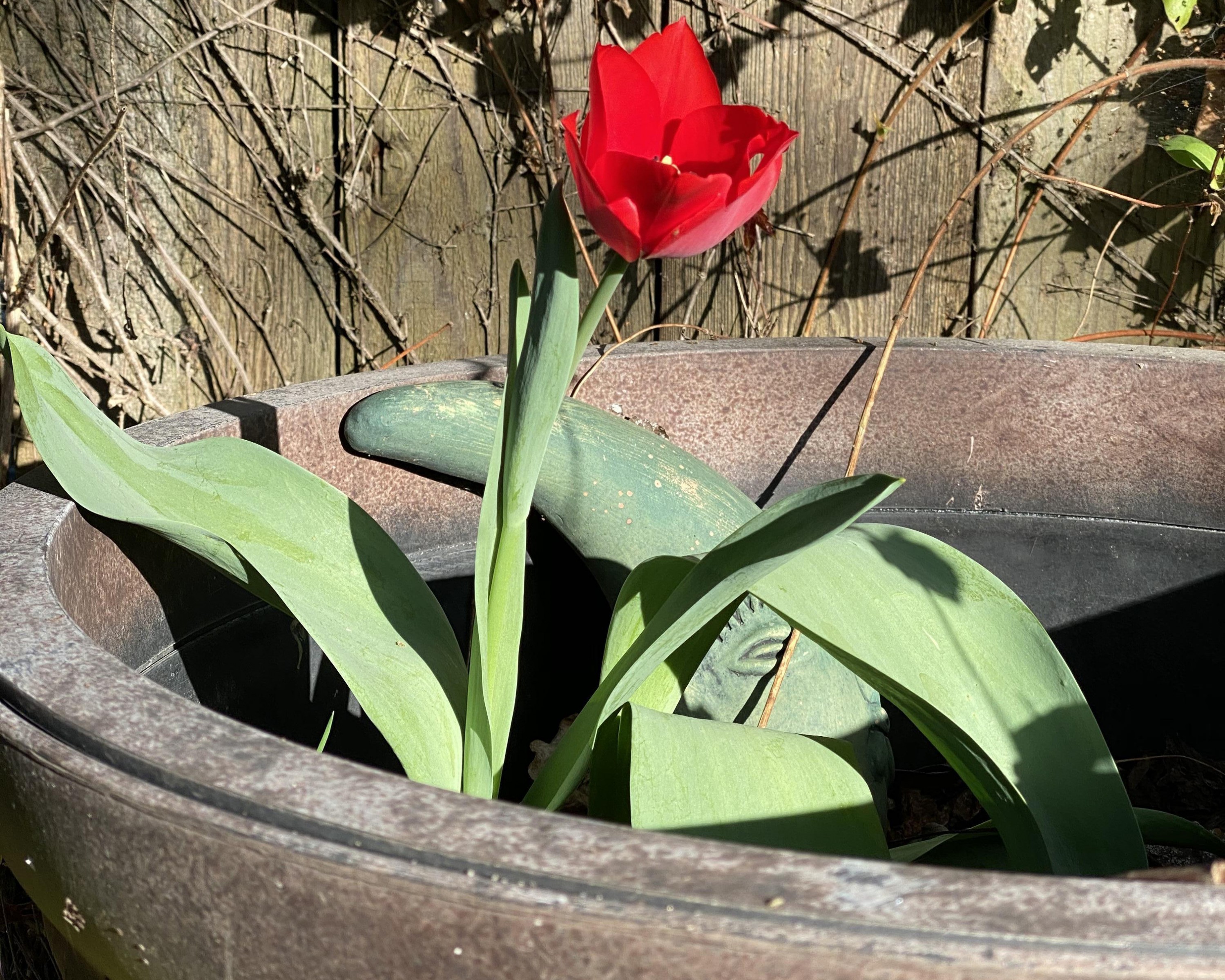 Potted tulip