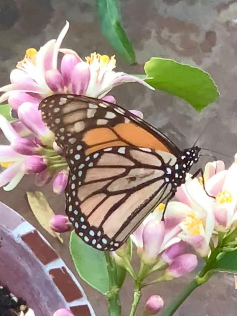 monarch nectaring