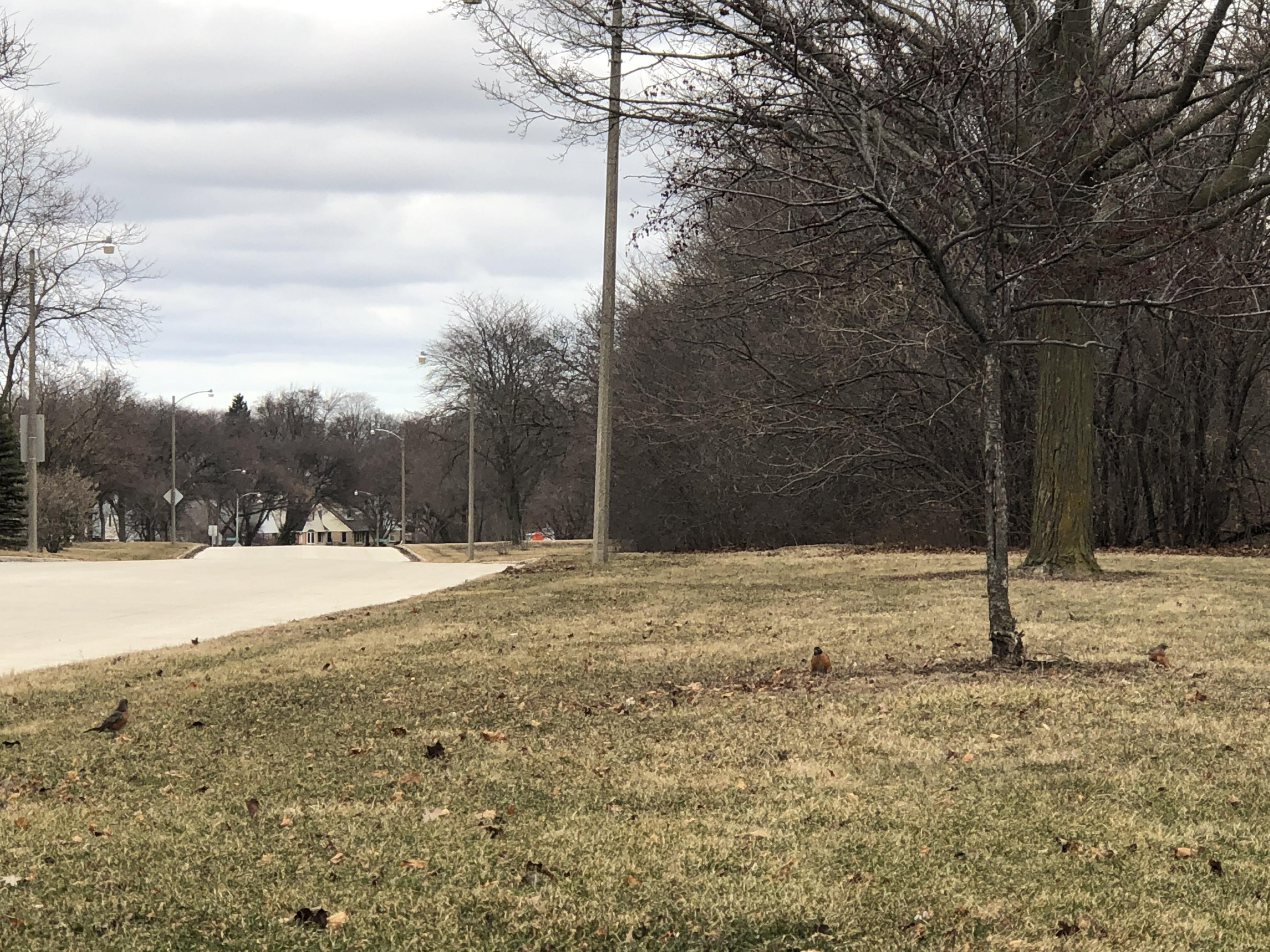 Wave of robins on neighborhood grass.