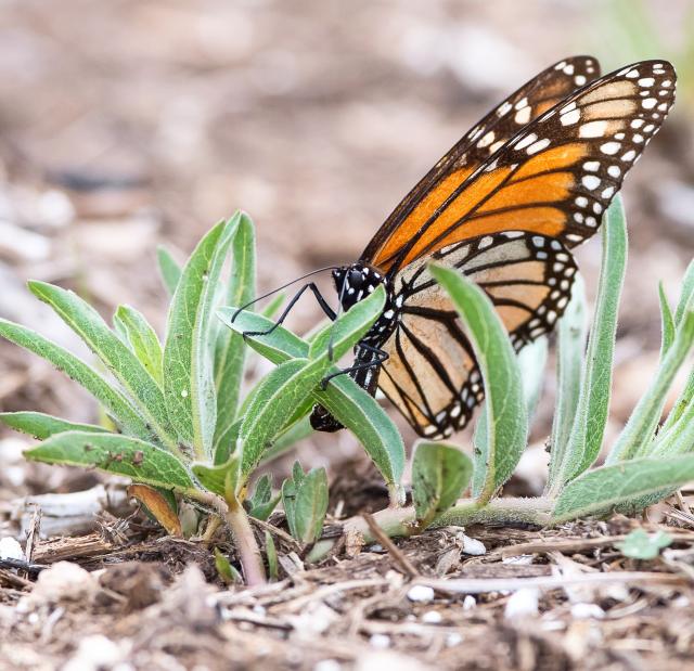 female monarch laying egg