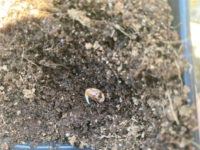 potted milkweed