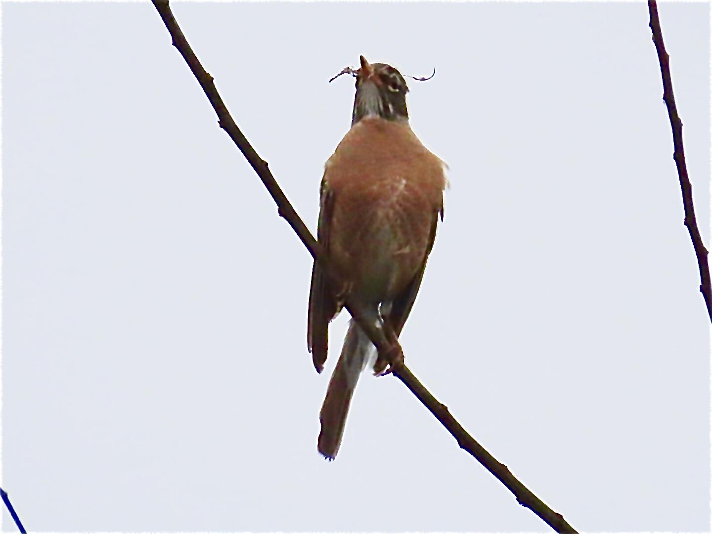 Robin with nesting materials.