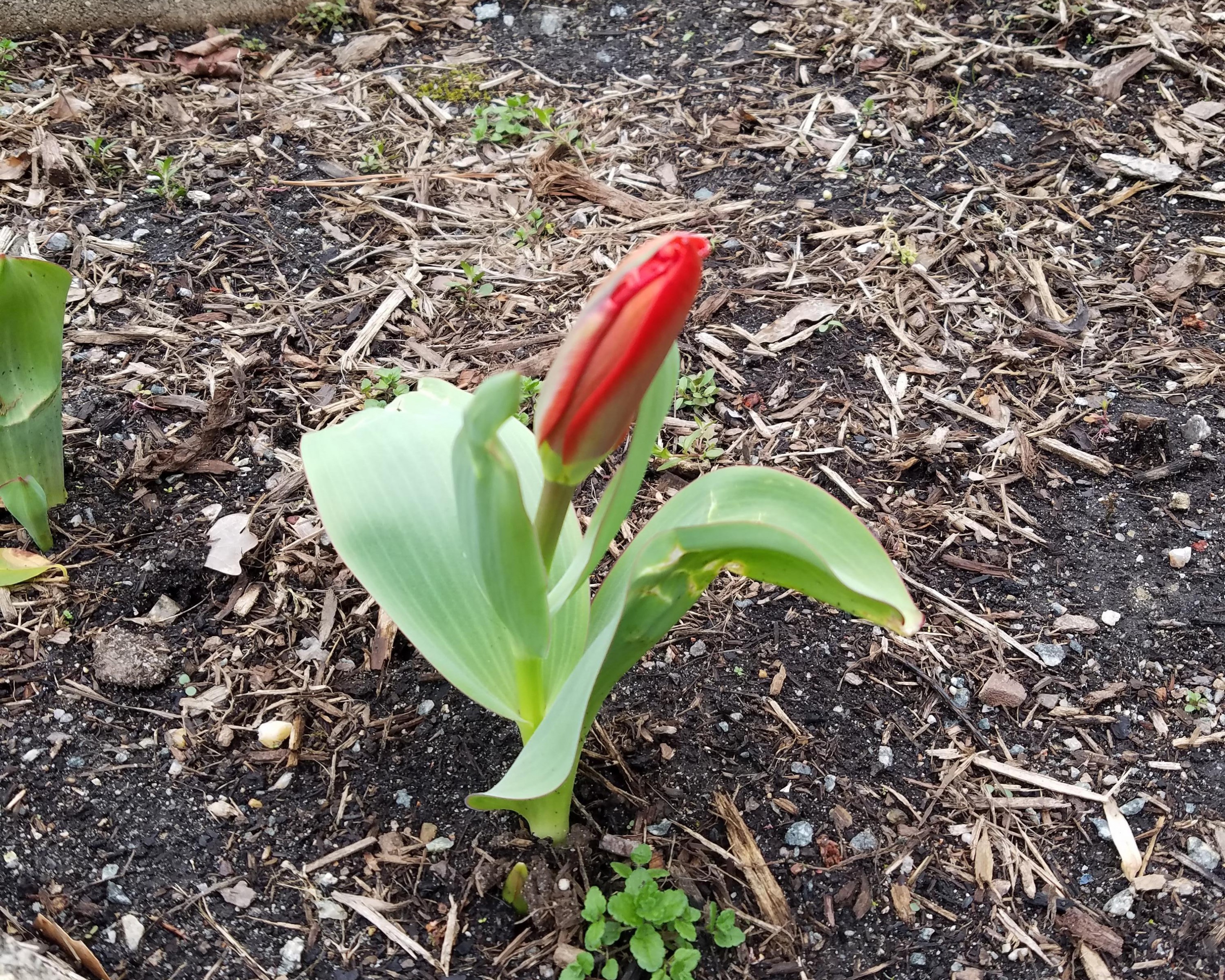 Tulip ready to bloom